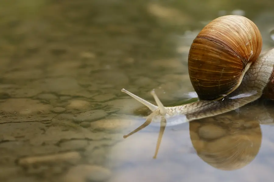 Land and Sea Snail Symbolism And Meaning (Updated) - Info Spiritual