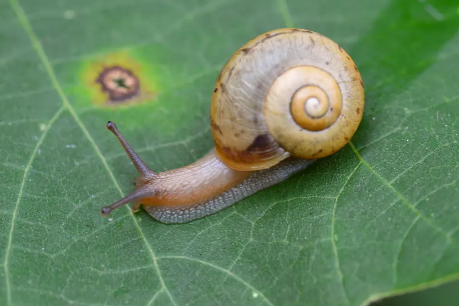 Land and Sea Snail Symbolism And Meaning (Updated) - Info Spiritual