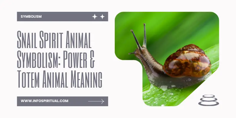 Snail Spirit Animal Symbolism