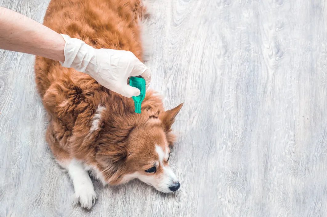 Picture of Parasite Prevention And Control Through General Vet Care - Info Spiritual